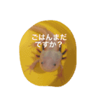ウーパールーパー  佐藤さん 02（個別スタンプ：6）