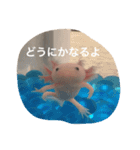 ウーパールーパー  佐藤さん 02（個別スタンプ：7）