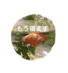 ウーパールーパー  佐藤さん 02（個別スタンプ：8）