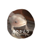 ウーパールーパー  佐藤さん 02（個別スタンプ：9）
