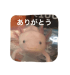 ウーパールーパー  佐藤さん 02（個別スタンプ：10）