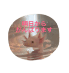 ウーパールーパー  佐藤さん 02（個別スタンプ：12）