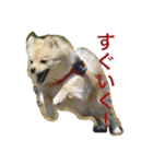 ポメラニアン幸子のさっちゃん（個別スタンプ：3）