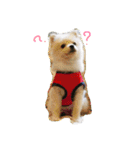 ポメラニアン幸子のさっちゃん（個別スタンプ：4）