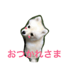 ポメラニアン幸子のさっちゃん（個別スタンプ：8）