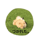 ポメラニアン幸子のさっちゃん（個別スタンプ：9）