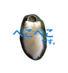 ポメラニアン幸子のさっちゃん（個別スタンプ：12）