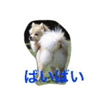 ポメラニアン幸子のさっちゃん（個別スタンプ：15）