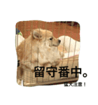 ポメラニアン幸子のさっちゃん（個別スタンプ：17）
