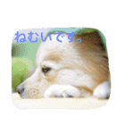 ポメラニアン幸子のさっちゃん（個別スタンプ：18）