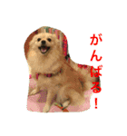 ポメラニアン幸子のさっちゃん（個別スタンプ：22）