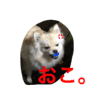 ポメラニアン幸子のさっちゃん（個別スタンプ：24）