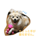 ポメラニアン幸子のさっちゃん（個別スタンプ：27）