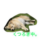 ポメラニアン幸子のさっちゃん（個別スタンプ：28）