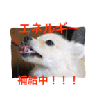 ポメラニアン幸子のさっちゃん（個別スタンプ：32）
