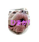 Pit Bull（個別スタンプ：1）