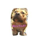 Pit Bull（個別スタンプ：2）