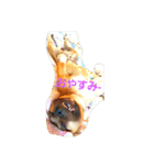 Pit Bull（個別スタンプ：3）