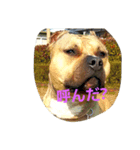Pit Bull（個別スタンプ：4）