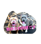 Pit Bull（個別スタンプ：6）