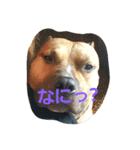 Pit Bull（個別スタンプ：7）