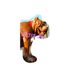 Pit Bull（個別スタンプ：8）