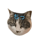 CHIKO chan（個別スタンプ：1）