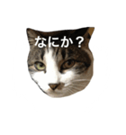 CHIKO chan（個別スタンプ：4）