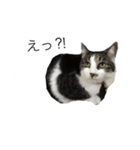 CHIKO chan（個別スタンプ：6）