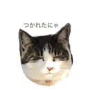 CHIKO chan（個別スタンプ：8）