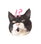 すててこ（個別スタンプ：1）