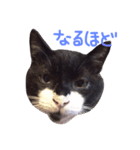 すててこ（個別スタンプ：3）