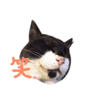 すててこ（個別スタンプ：5）