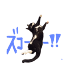 すててこ（個別スタンプ：6）