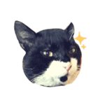 すててこ（個別スタンプ：8）