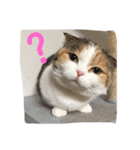 ナッツのへや。-ミーたん-（個別スタンプ：7）