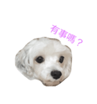 Sugar and sugar dog（個別スタンプ：1）