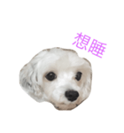 Sugar and sugar dog（個別スタンプ：3）