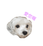 Sugar and sugar dog（個別スタンプ：4）