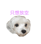 Sugar and sugar dog（個別スタンプ：5）