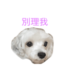 Sugar and sugar dog（個別スタンプ：6）