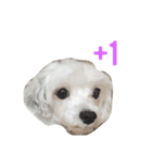 Sugar and sugar dog（個別スタンプ：7）