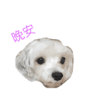 Sugar and sugar dog（個別スタンプ：8）