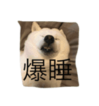 愛犬癒しスタンプ（個別スタンプ：1）