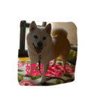 愛犬癒しスタンプ（個別スタンプ：2）