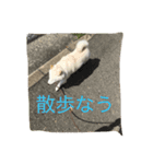 愛犬癒しスタンプ（個別スタンプ：3）