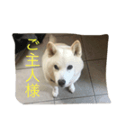愛犬癒しスタンプ（個別スタンプ：4）