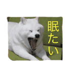 愛犬癒しスタンプ（個別スタンプ：6）
