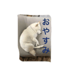 愛犬癒しスタンプ（個別スタンプ：8）