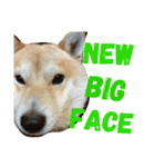柴犬の伝助ちゃん2（個別スタンプ：1）